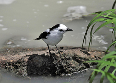 Fluvicola pica