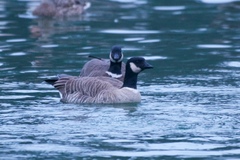 Branta hutchinsii leucopareia