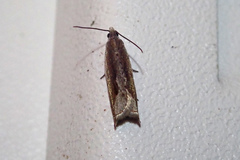 Ancylis goodelliana