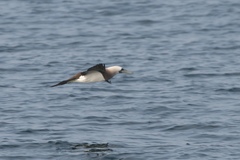 Sula leucogaster brewsteri