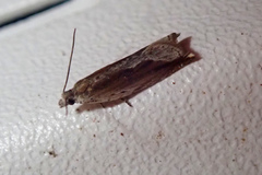 Ancylis goodelliana
