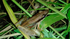 Indosylvirana nicobariensis