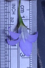 Wahlenbergia stricta stricta