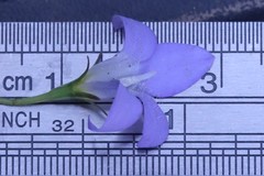 Wahlenbergia stricta stricta