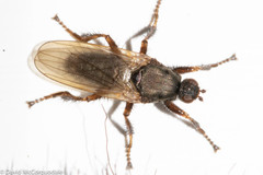 Coelopa