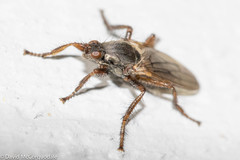 Coelopa