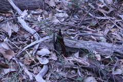 Wahlenbergia stricta stricta