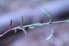 Wahlenbergia stricta stricta