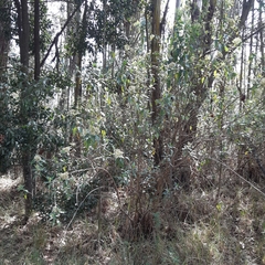 Baccharis prunifolia