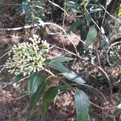 Baccharis prunifolia