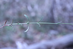 Wahlenbergia stricta stricta