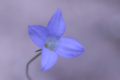 Wahlenbergia stricta stricta