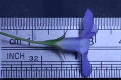 Wahlenbergia stricta stricta