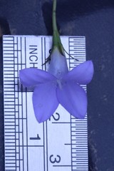 Wahlenbergia stricta stricta