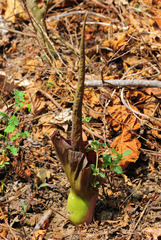 Amorphophallus henryi