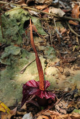 Amorphophallus henryi