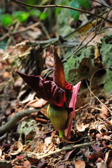 Amorphophallus henryi