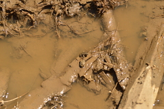 Pseudopaludicola falcipes