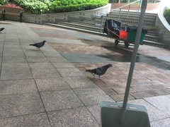 Columba livia domestica