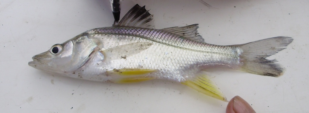 Humpback snook (Centropomus unionensis) — Centropomidae