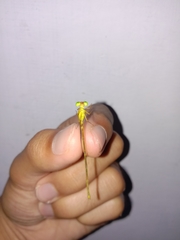 Ceriagrion auranticum