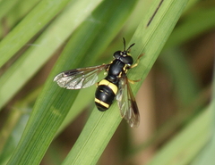 Chrysotoxum bicinctum