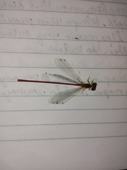 Ceriagrion auranticum