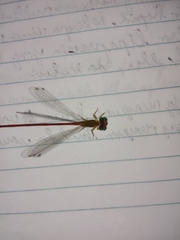 Ceriagrion auranticum