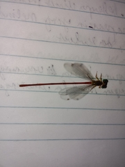 Ceriagrion auranticum