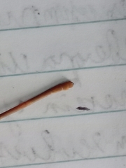 Ceriagrion auranticum