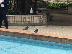 Columba livia domestica
