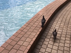 Columba livia domestica