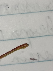 Ceriagrion auranticum