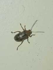 Metaxyonycha elytrospila