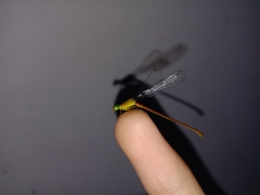 Ceriagrion auranticum