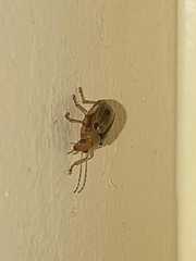 Metaxyonycha elytrospila