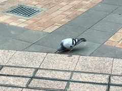 Columba livia domestica