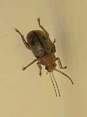 Metaxyonycha elytrospila