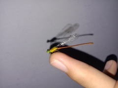 Ceriagrion auranticum