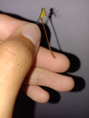 Ceriagrion auranticum