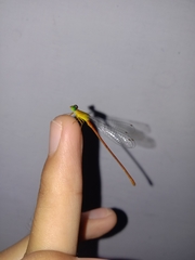 Ceriagrion auranticum