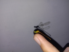 Ceriagrion auranticum