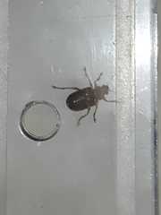 Metaxyonycha elytrospila