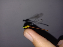 Ceriagrion auranticum