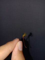 Ceriagrion auranticum