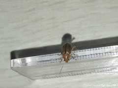 Metaxyonycha elytrospila