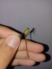 Ceriagrion auranticum