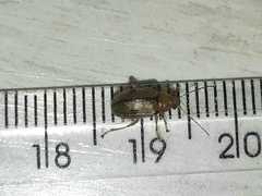 Metaxyonycha elytrospila