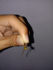 Ceriagrion auranticum