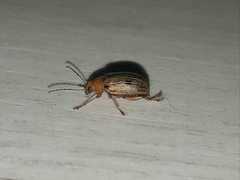 Metaxyonycha elytrospila